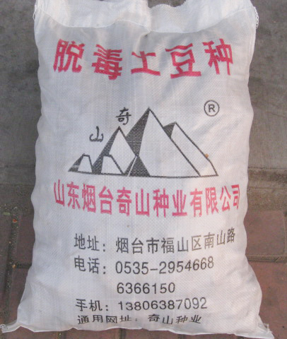 高产优质脱毒土豆种子