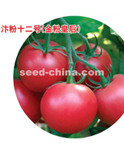 忭粉十二号（金粉皇后）