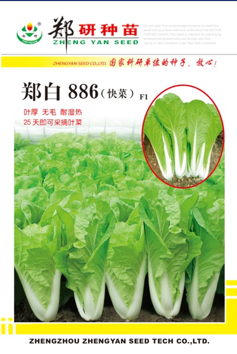 郑白886快菜