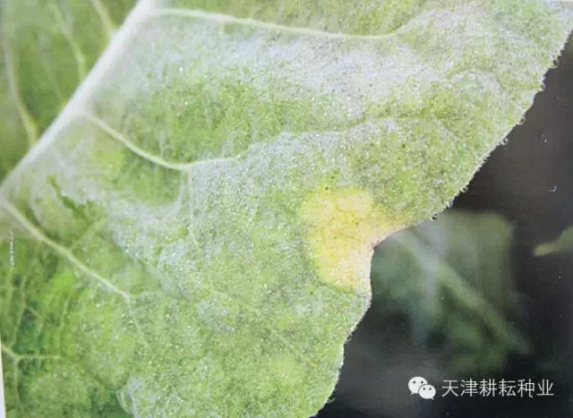 花椰菜黑腐病叶片发病初期症状(图一)