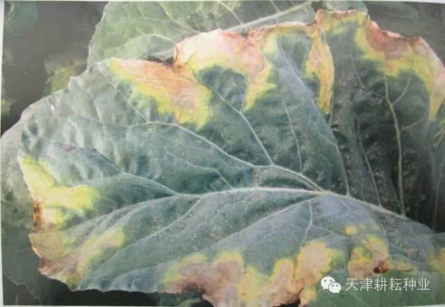 花椰菜黑腐病叶片发病后期症状(图三)