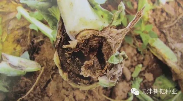 花椰菜黑腐病茎基部发病症状(图五)