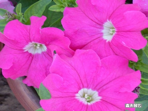 点击在新窗口中打开