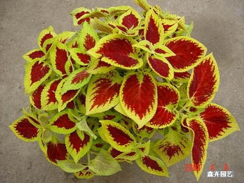 点击在新窗口中打开