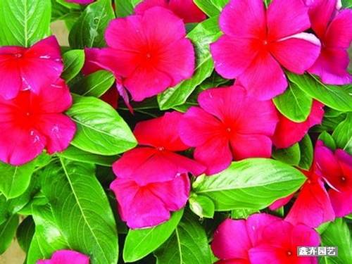 点击在新窗口中打开