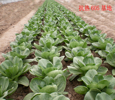 点击在新窗口中打开