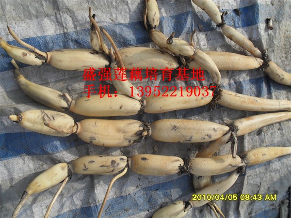 点击在新窗口中打开