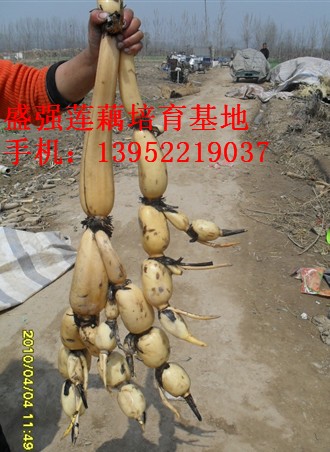 点击在新窗口中打开