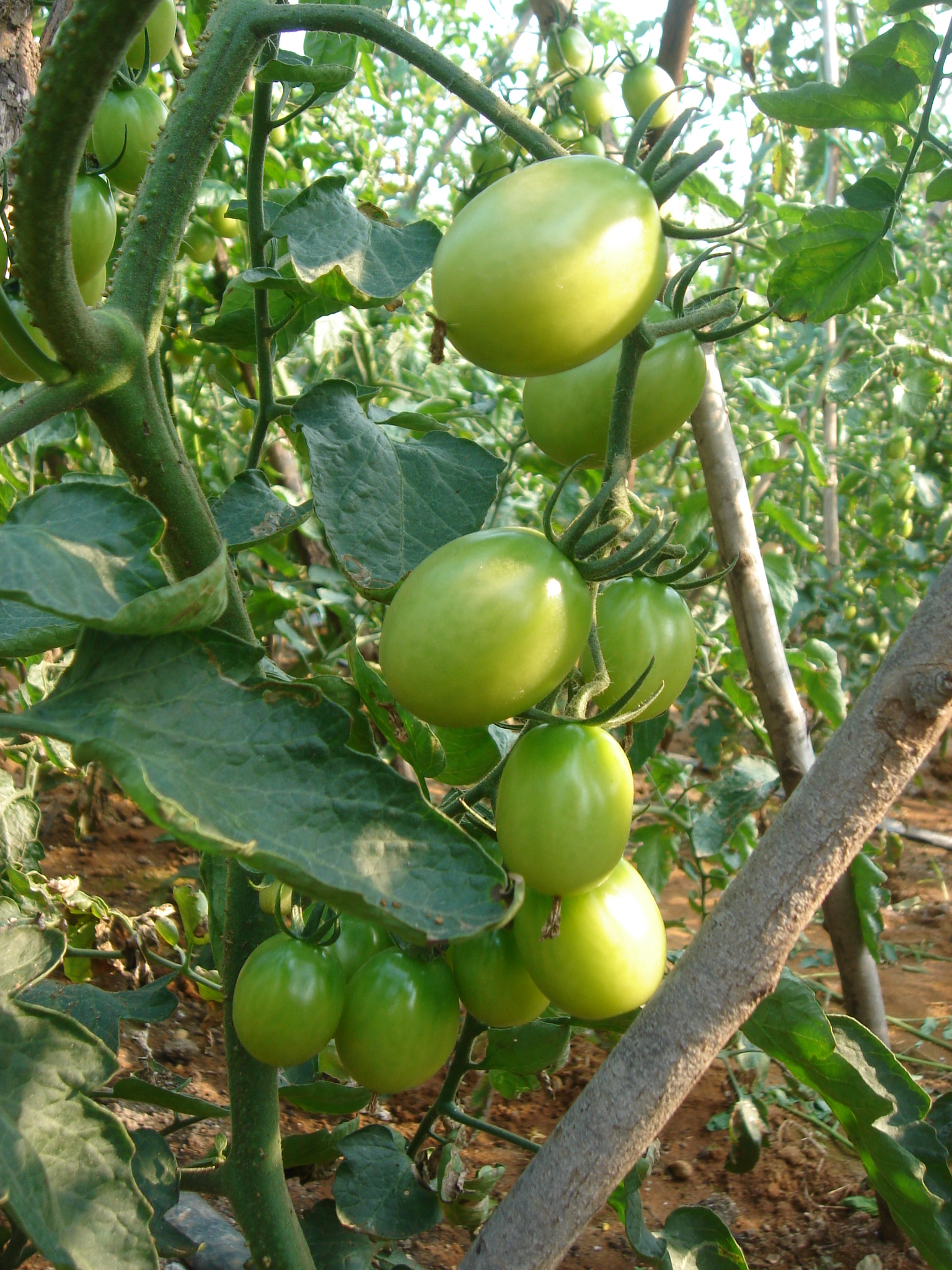 点击在新窗口中打开