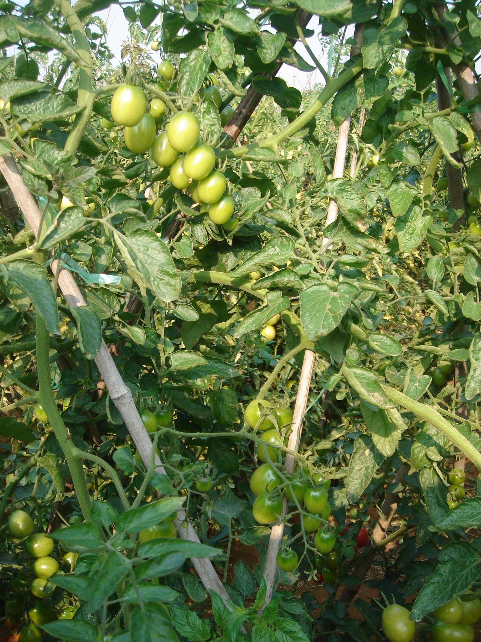 点击在新窗口中打开