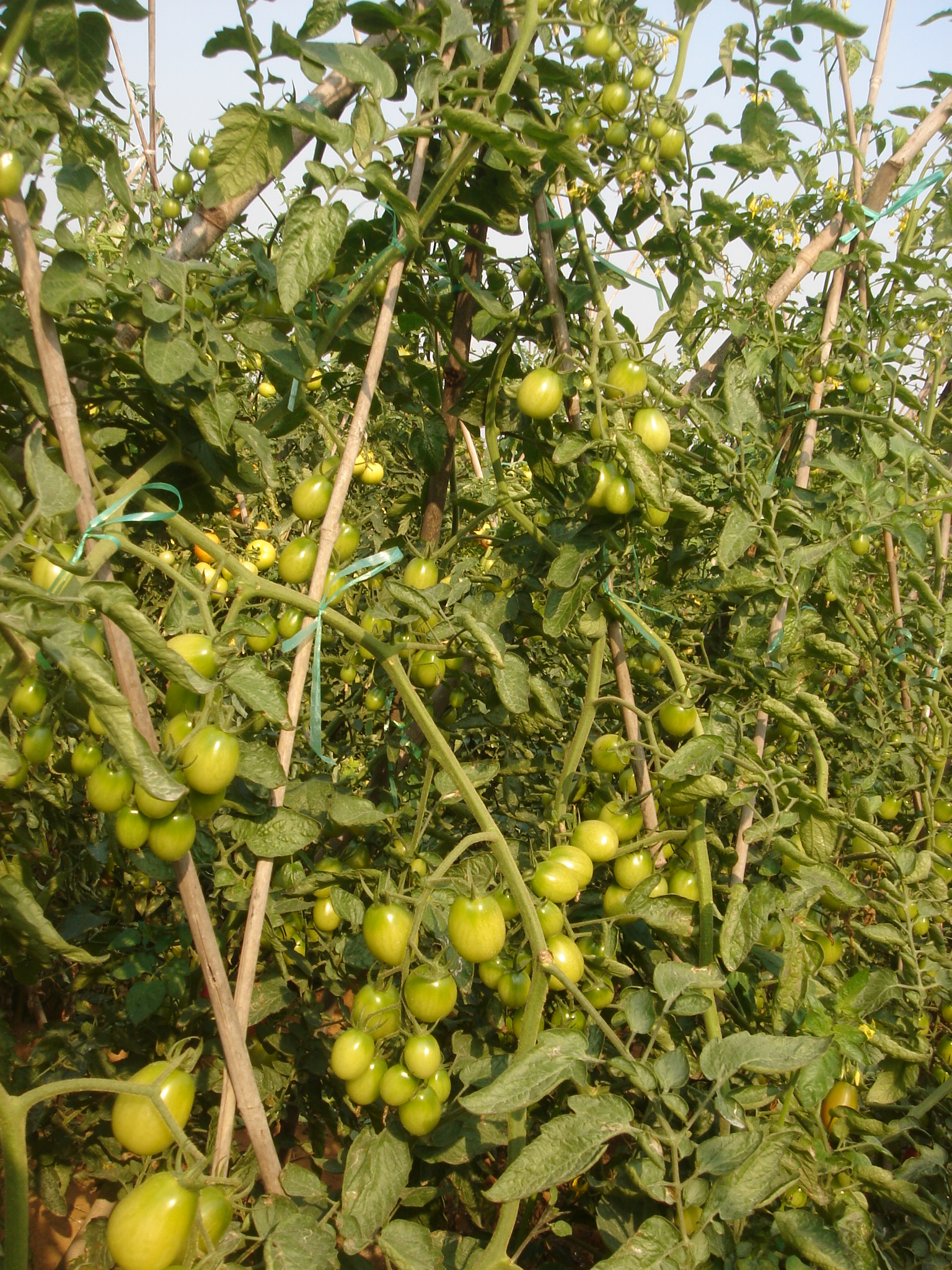 点击在新窗口中打开