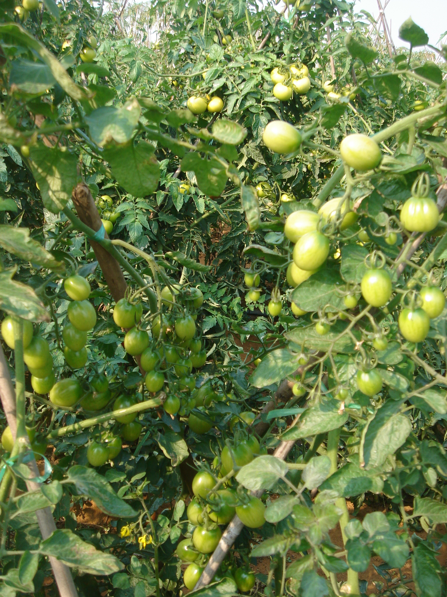 点击在新窗口中打开