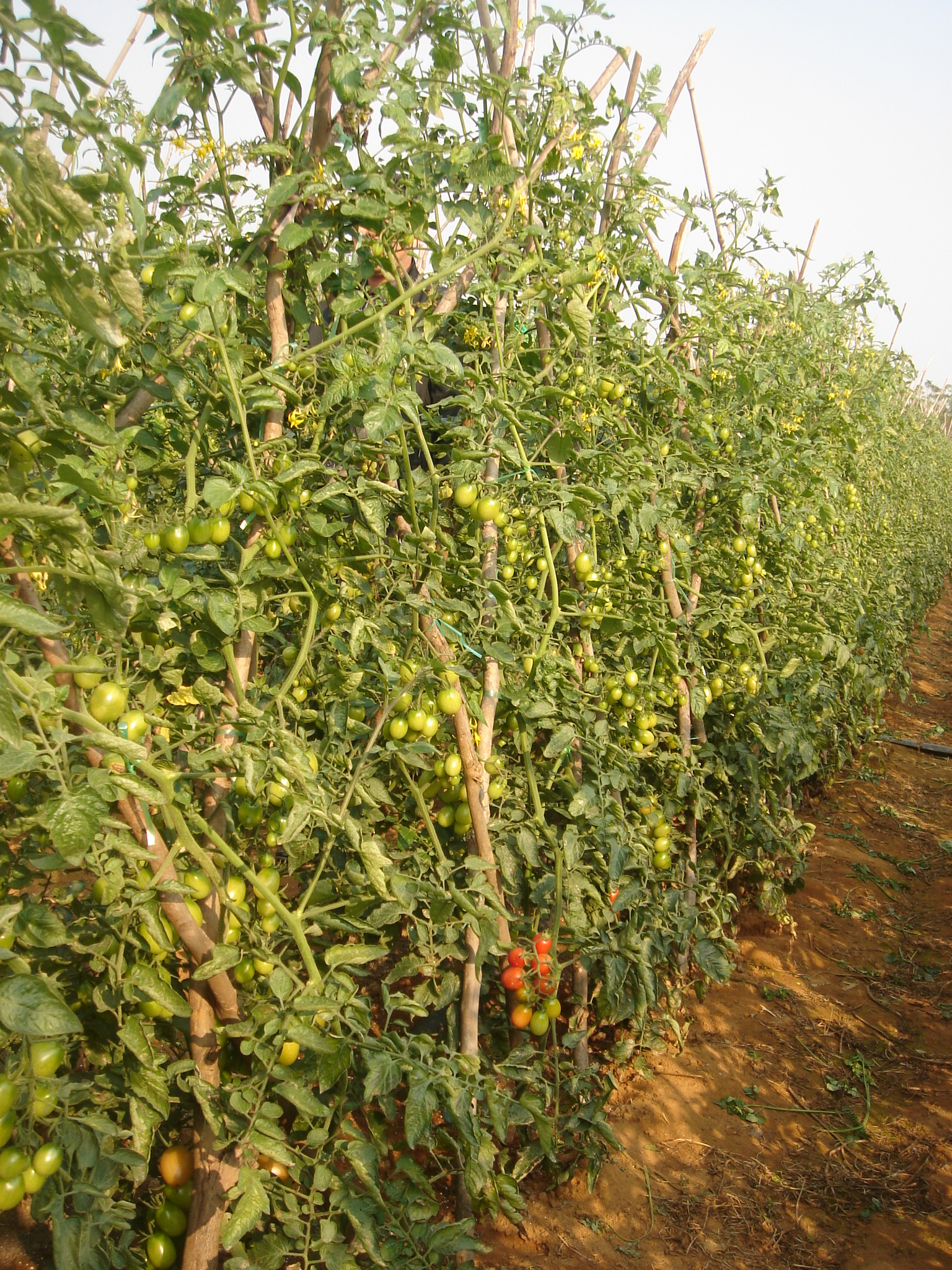 点击在新窗口中打开