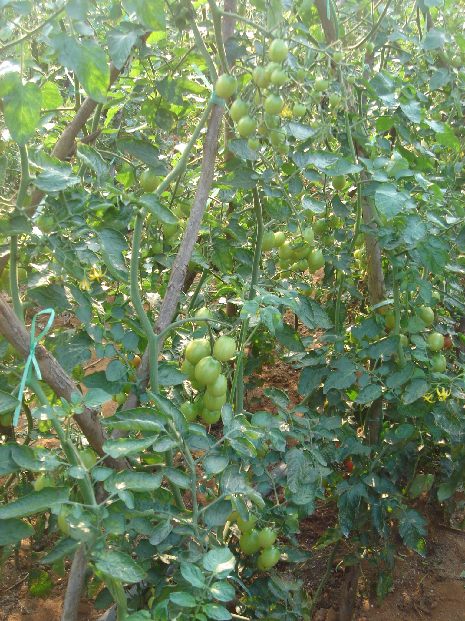 点击在新窗口中打开