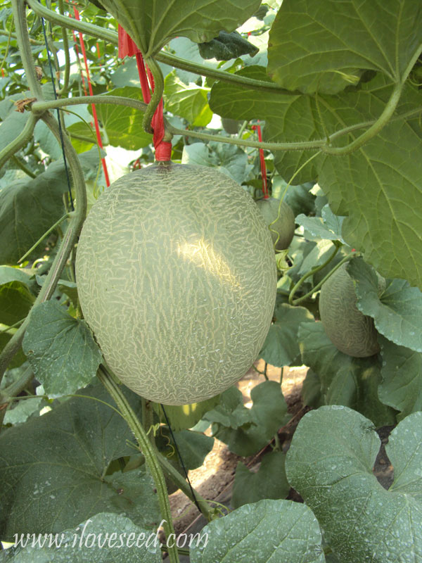 <font color='red' size='5px'><strong>网纹甜瓜长香碧玉大棚栽培情形-幼果</strong></font>