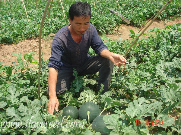<font color='red' size='5px'><strong>Cultivation of watermelon crawl to Shed-type situation</strong></font>