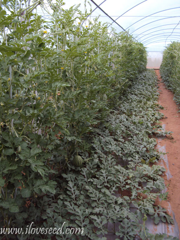 <font color='red' size='5px'><strong>Small seedless beauty gold watermelon with Vertical planting</strong></font>