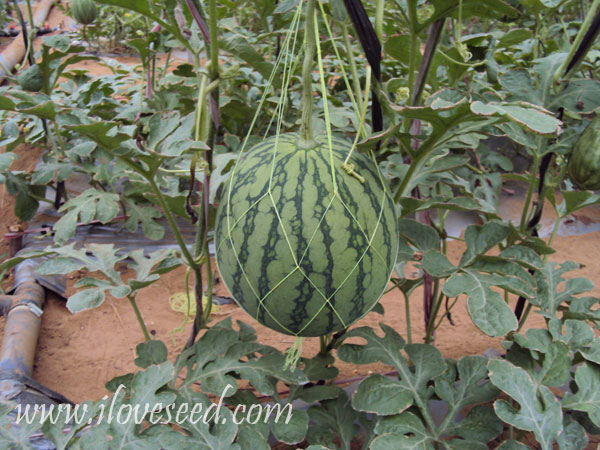 <font color='red' size='5px'><strong>Fruit of Small seedless beauty gold watermelon with vertical planting situation</strong></font>