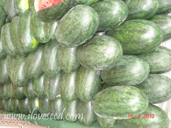 <font color='red' size='5px'><strong>Black general  watermelon saling situation in Jiangnan maket .Guangzhou city</strong></font>