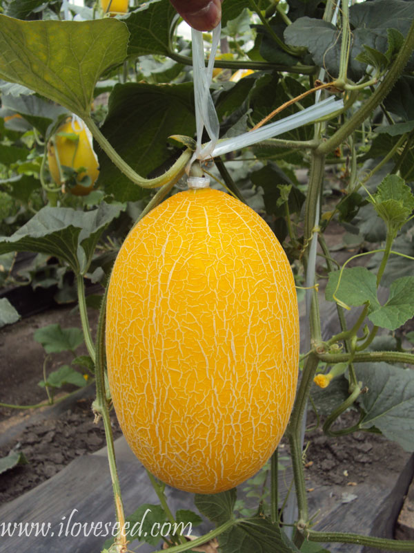 <font color='red' size='5px'><strong>Cultivation of dragon No.1 hami-melon to greenhouse situation</strong></font>