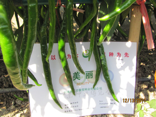 美丽