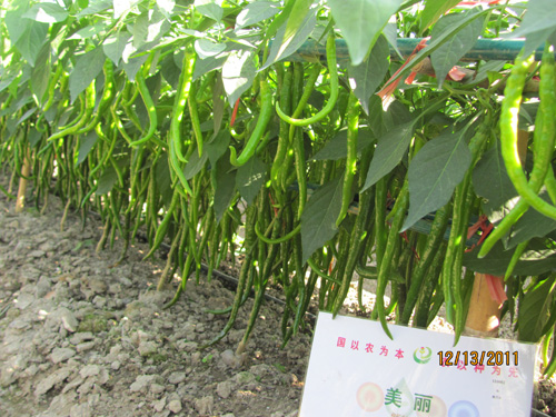 美丽
