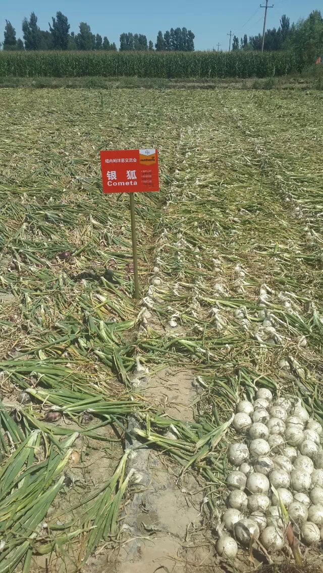 点击在新窗口中打开