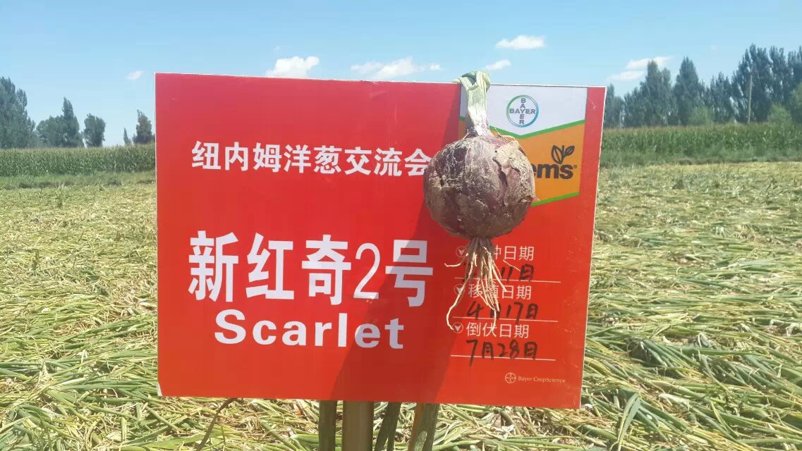 点击在新窗口中打开