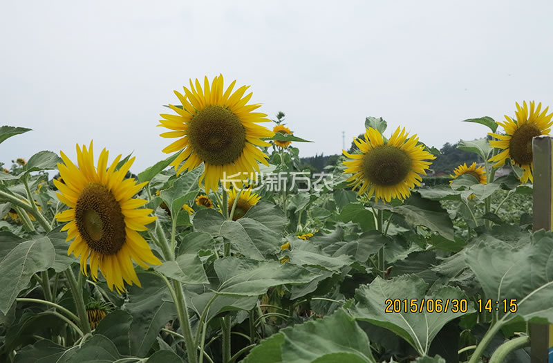 点击在新窗口中打开