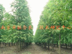 供应中山杉种苗