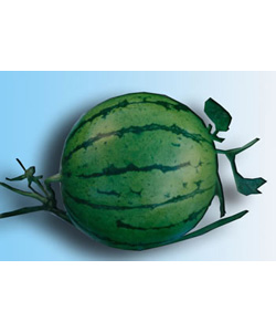 无籽系列－惠农无籽五号