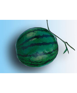 早熟系列－惠早二号（抗裂品种）