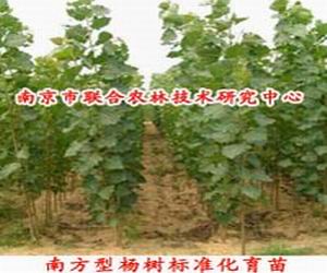 供应速生杨树苗