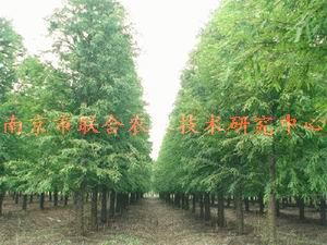 供应中山杉工程大苗