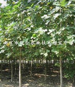 供应杂交马褂木