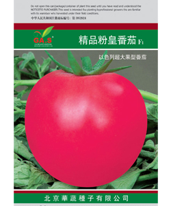 精品粉皇番茄--粉果