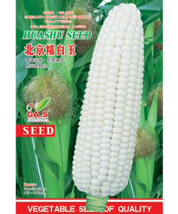 北京糯白玉--糯玉米