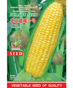 北京甜糯一号--玉米