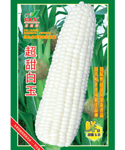 超甜白玉--甜玉米