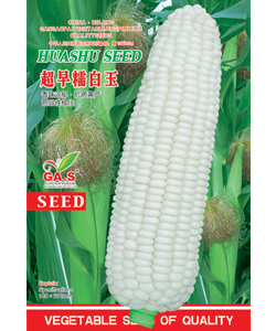 超早糯白玉--糯玉米