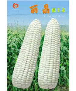糯玉米  丽晶