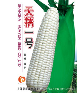 糯玉米   天糯一号