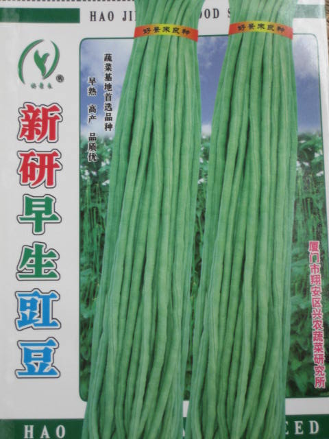 新研早生豇豆