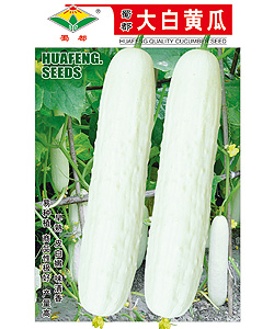华丰大白黄瓜