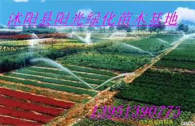 供应腊梅种子，红枫种子,红木棉种子和蓝花楹种子等