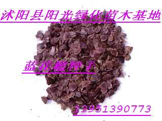 供应紫薇种子，红枫种子,蝴蝶兰种子和蓝花楹种子等