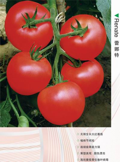 番茄种子--蕾娜特(高抗TY病毒大红果番茄)