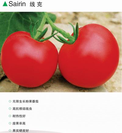 番茄种子--线克(高抗番茄根结线虫病)