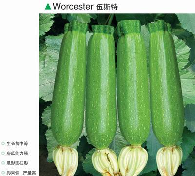 西葫芦种子--伍斯特
