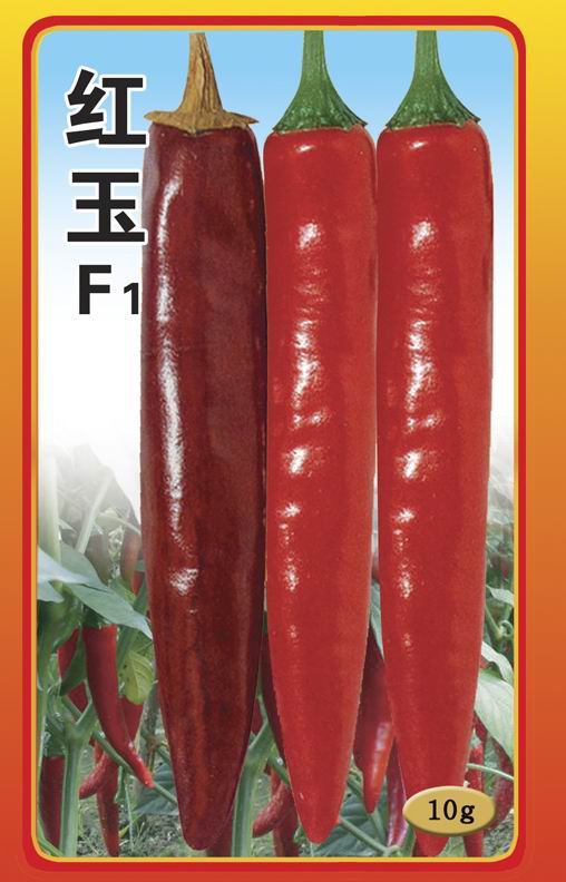 供应红玉辣椒种子